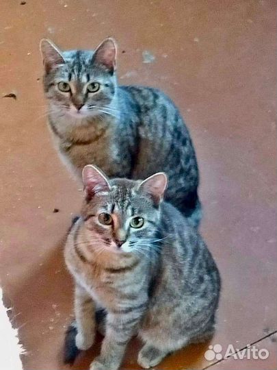 Разберите хоть по одному хвостику,выгоняют наулицу