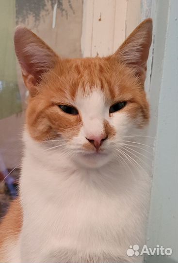 В добрые руки