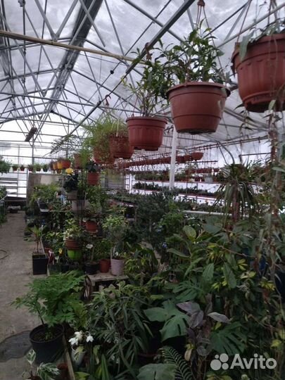 Гортензия Даймонд Руж