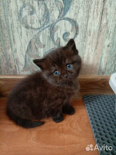 Британские котята