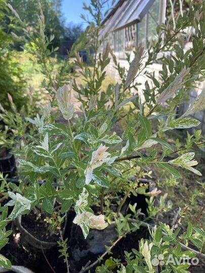 Ива пестролистная Наkuro Nishiky