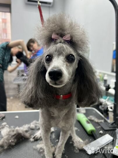 Стрижка собак и кошек