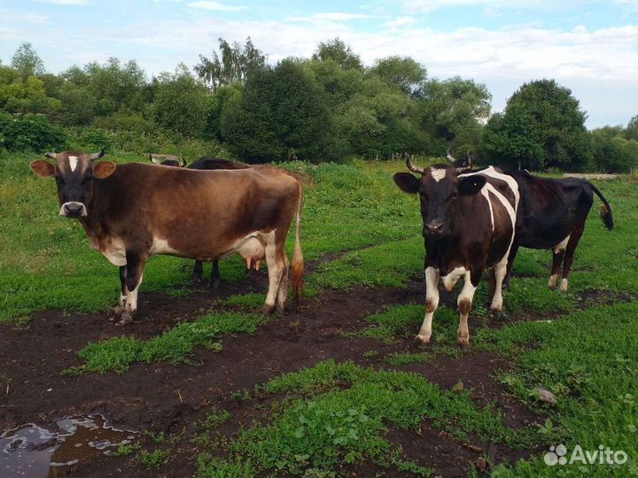 Коровы дойные молочные