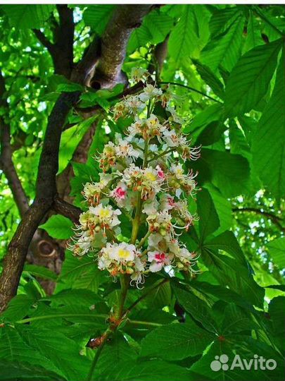 Саженцы каштана