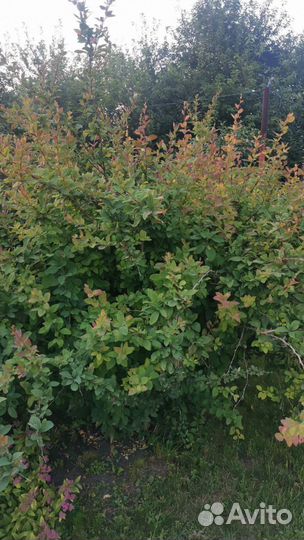 Барбарис,чубушник(жасмин)