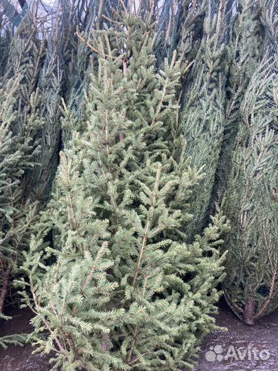 Ель натуральная с доставкой