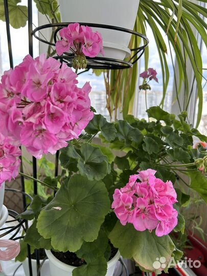 Комнатные цветы герань