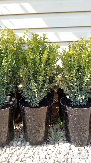 Саженцы самшита