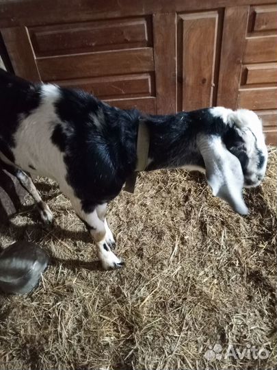 Козлята Козы Козёл