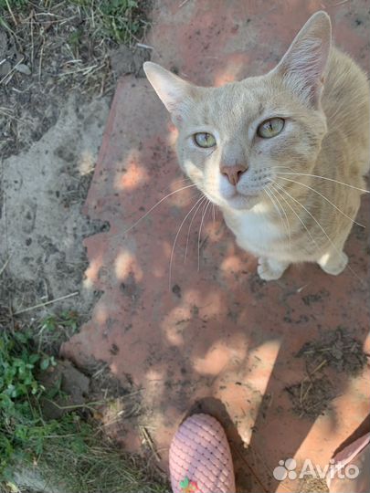 Кот рыжий, потеряшка