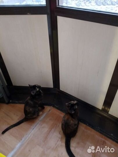 Отдам в добрые ручки