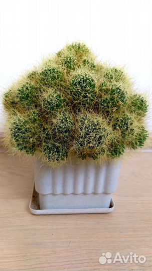 Кактусы разных видов, молочай эуфорбия, суккулент