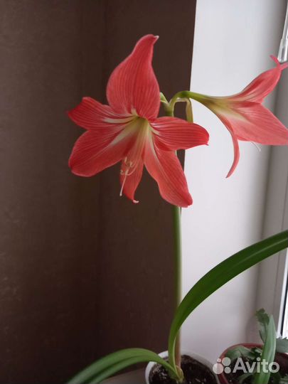 Гипеаструм