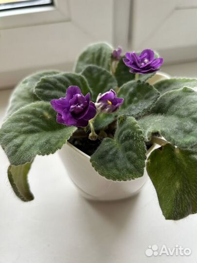 Фиалка цветущая в горшке