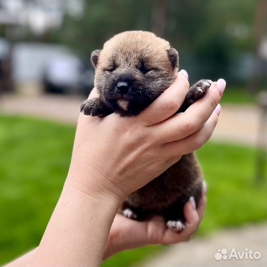 Щенки Сиба-Ину, документы РКФ