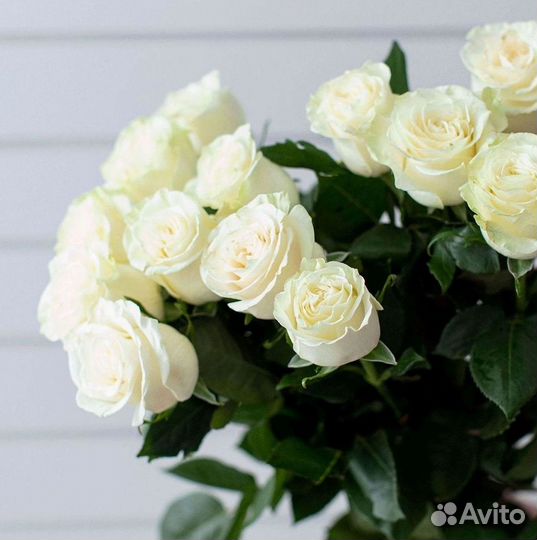 Высокие розы Гигантские Розы 150 160 170 180 190см