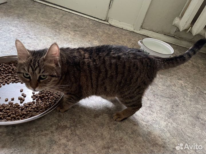 Кошка Малышка ищет нового хозяина