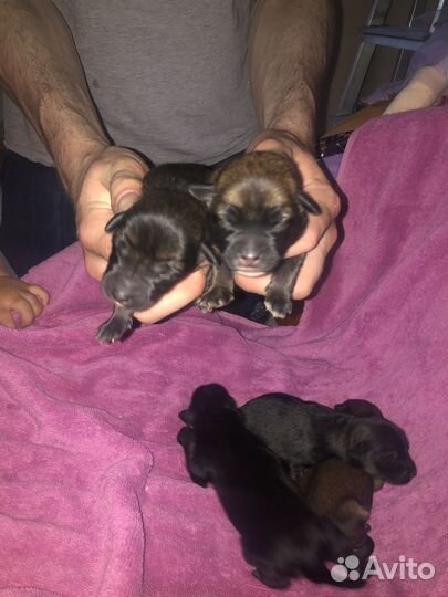 Щенки бесплатно