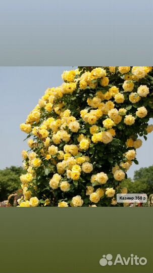 Саженцы роз