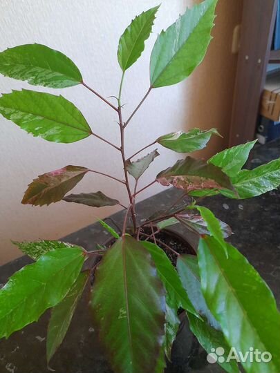 Комнатные цветы