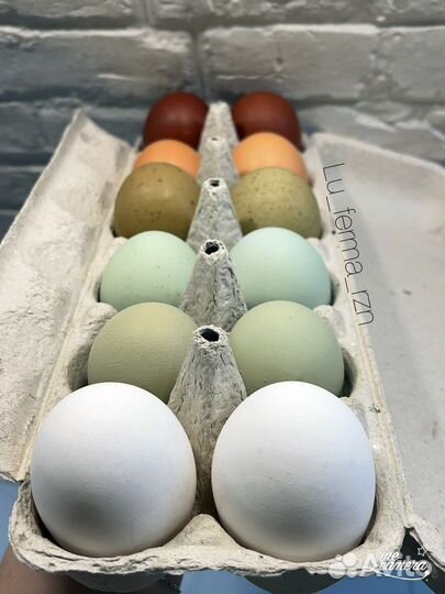 Яйцо на инкубацию разноцветное