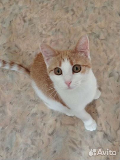 Кошка/котенок в добрые руки