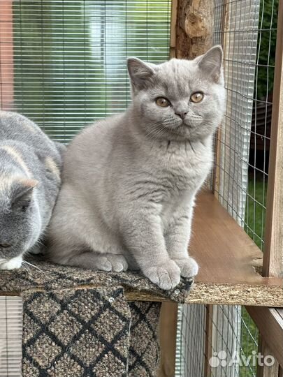 Британская короткошерстная