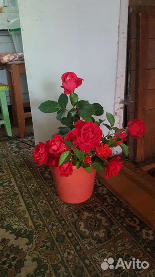 Розы, ромашка местные (срез)