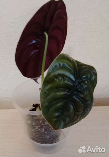 Растения для дома и офиса