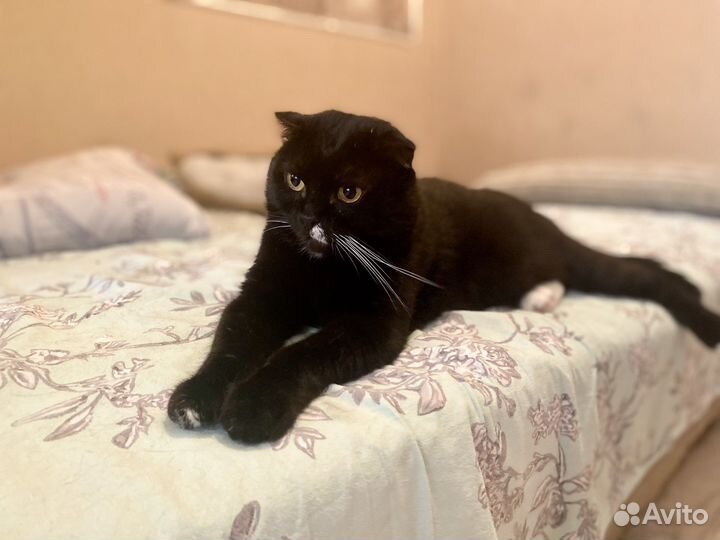 Вислоухий кот в добрые руки