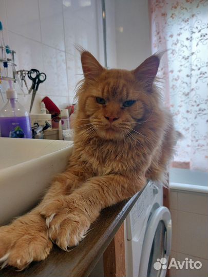 Кот мейн-кун полидакт вязка