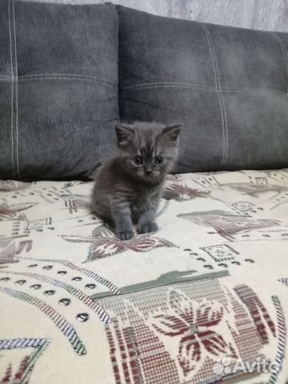 Шотландская вислоухая кошечка