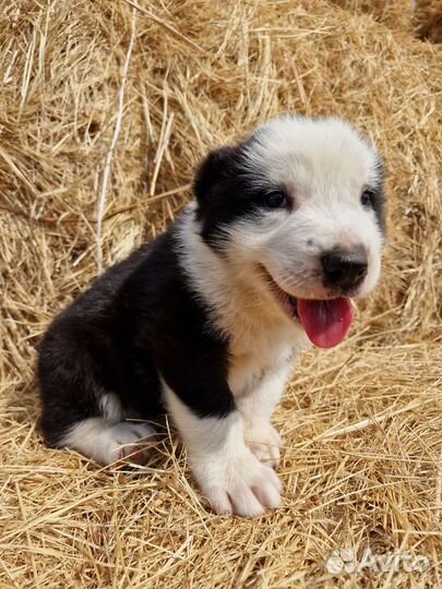 Щенки алабая