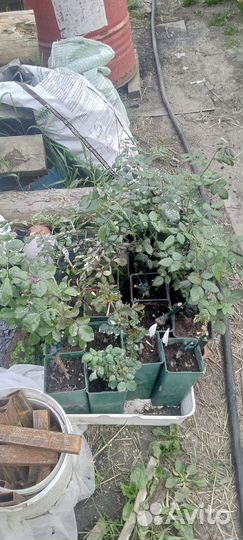 Продам петунию в кашпо,розы