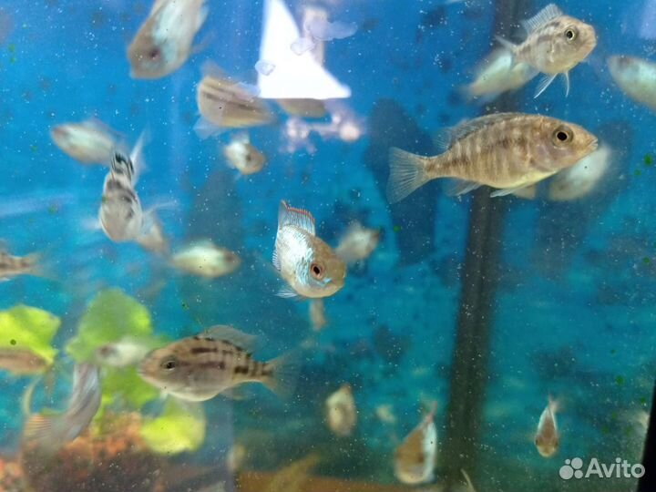 Малавийские цихлиды