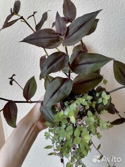 Традесканции, композиции