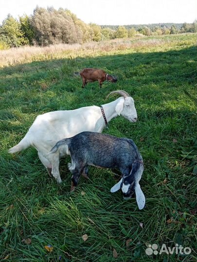 Козочка, дойные козы