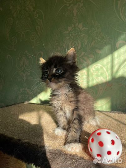 Котенок мальчик