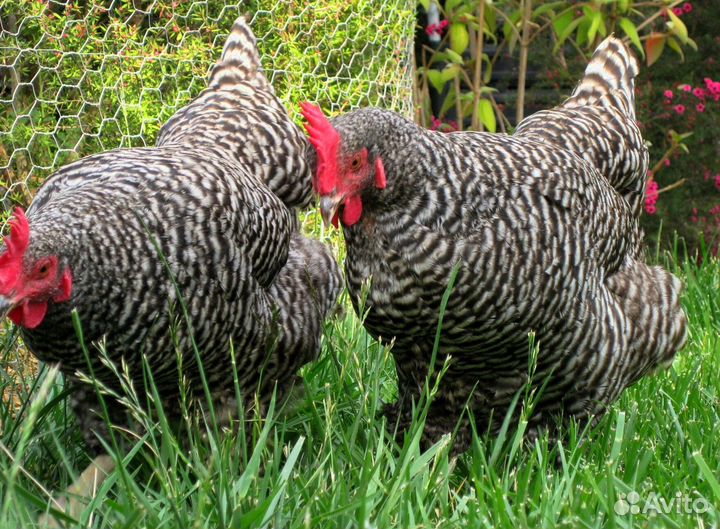 Курочки несушки молодки живые
