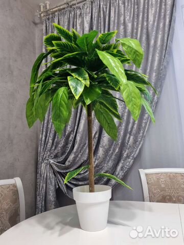 Дерево манго