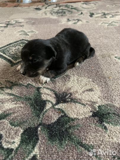 Отдам щенка в добрые руки