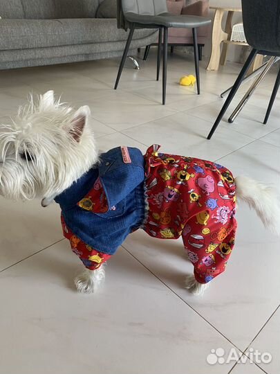 Одежда для собак