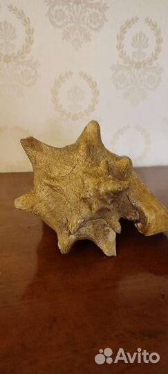 Ракушка морская большая (из Кубы)