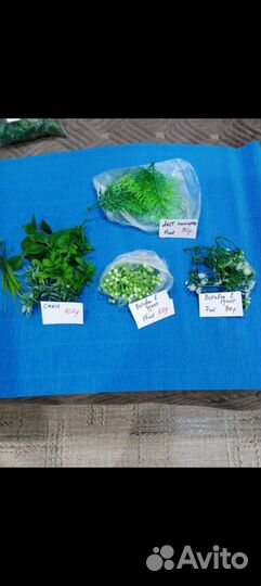 Зелень для творчества, букетов