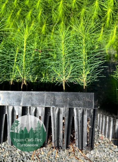 Зкс и окс Сосна Ель Лиственница сеянцы Голуб горн