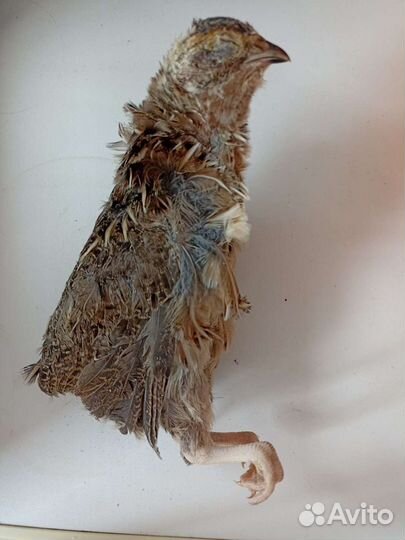 Мыши/крысы/перепела кормовые