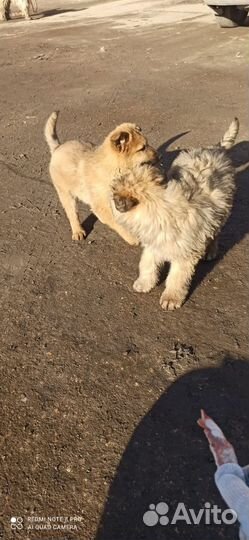 Два щенка в добрые руки