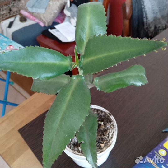 Каланхоэ лечебный