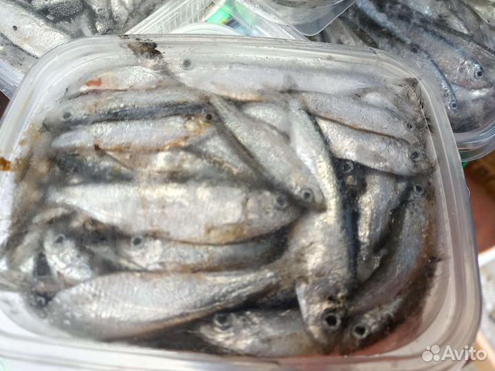 Тюлька на судака