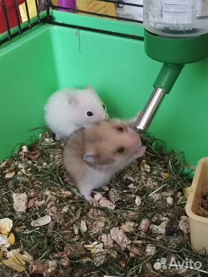 Сирийский хомяк малыши